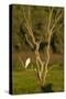 Great Egret Adult Sits on a Dead Tree in The-null-Stretched Canvas