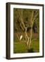 Great Egret Adult Sits on a Dead Tree in The-null-Framed Photographic Print