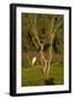 Great Egret Adult Sits on a Dead Tree in The-null-Framed Photographic Print