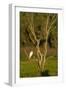 Great Egret Adult Sits on a Dead Tree in The-null-Framed Photographic Print