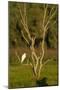 Great Egret Adult Sits on a Dead Tree in The-null-Mounted Photographic Print