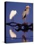 Great Egret and Great Blue Heron on a Log in Morning Light-Charles Sleicher-Stretched Canvas