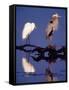 Great Egret and Great Blue Heron on a Log in Morning Light-Charles Sleicher-Framed Stretched Canvas