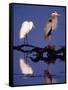 Great Egret and Great Blue Heron on a Log in Morning Light-Charles Sleicher-Framed Stretched Canvas