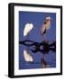 Great Egret and Great Blue Heron on a Log in Morning Light-Charles Sleicher-Framed Photographic Print