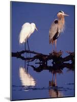 Great Egret and Great Blue Heron on a Log in Morning Light-Charles Sleicher-Mounted Photographic Print