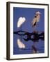 Great Egret and Great Blue Heron on a Log in Morning Light-Charles Sleicher-Framed Photographic Print