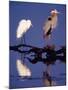 Great Egret and Great Blue Heron on a Log in Morning Light-Charles Sleicher-Mounted Photographic Print