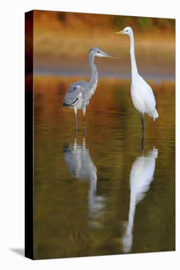 Great Egret and Grey Heron Stood in Water, Elbe Biosphere Reserve, Lower Saxony, Germany-Damschen-Stretched Canvas