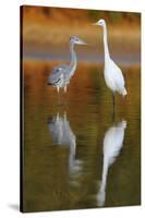 Great Egret and Grey Heron Stood in Water, Elbe Biosphere Reserve, Lower Saxony, Germany-Damschen-Stretched Canvas