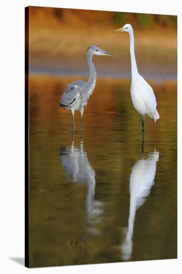 Great Egret and Grey Heron Stood in Water, Elbe Biosphere Reserve, Lower Saxony, Germany-Damschen-Stretched Canvas