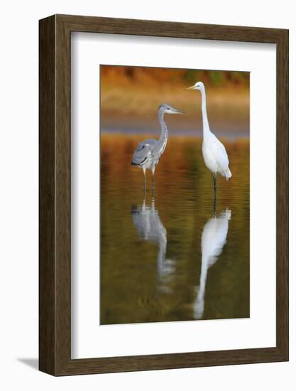Great Egret and Grey Heron Stood in Water, Elbe Biosphere Reserve, Lower Saxony, Germany-Damschen-Framed Photographic Print