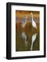 Great Egret and Grey Heron Stood in Water, Elbe Biosphere Reserve, Lower Saxony, Germany-Damschen-Framed Photographic Print