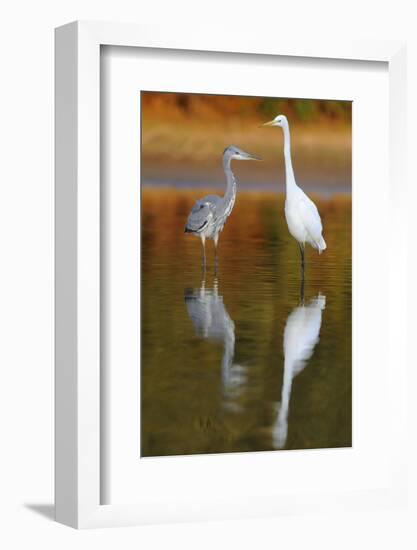 Great Egret and Grey Heron Stood in Water, Elbe Biosphere Reserve, Lower Saxony, Germany-Damschen-Framed Photographic Print