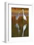 Great Egret and Grey Heron Stood in Water, Elbe Biosphere Reserve, Lower Saxony, Germany-Damschen-Framed Photographic Print