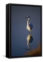 Great Egret and Reflection-DLILLC-Framed Stretched Canvas