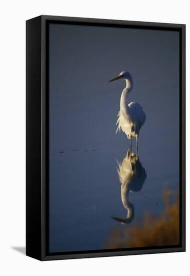 Great Egret and Reflection-DLILLC-Framed Stretched Canvas