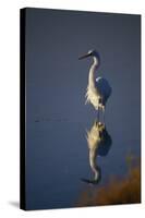 Great Egret and Reflection-DLILLC-Stretched Canvas