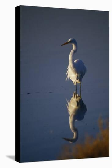 Great Egret and Reflection-DLILLC-Stretched Canvas