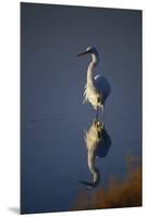 Great Egret and Reflection-DLILLC-Mounted Premium Photographic Print