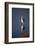 Great Egret and Reflection-DLILLC-Framed Photographic Print