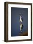 Great Egret and Reflection-DLILLC-Framed Photographic Print