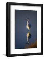 Great Egret and Reflection-DLILLC-Framed Photographic Print