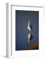 Great Egret and Reflection-DLILLC-Framed Photographic Print