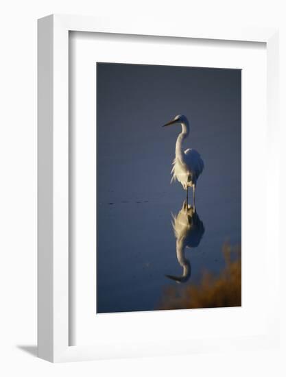 Great Egret and Reflection-DLILLC-Framed Photographic Print