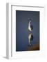 Great Egret and Reflection-DLILLC-Framed Photographic Print