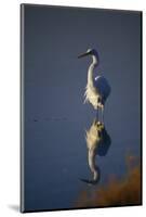 Great Egret and Reflection-DLILLC-Mounted Photographic Print