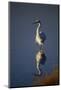 Great Egret and Reflection-DLILLC-Mounted Photographic Print