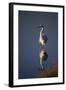 Great Egret and Reflection-DLILLC-Framed Photographic Print