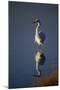 Great Egret and Reflection-DLILLC-Mounted Photographic Print