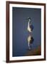 Great Egret and Reflection-DLILLC-Framed Photographic Print