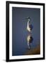 Great Egret and Reflection-DLILLC-Framed Photographic Print