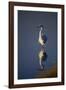 Great Egret and Reflection-DLILLC-Framed Photographic Print