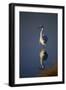 Great Egret and Reflection-DLILLC-Framed Photographic Print