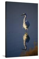 Great Egret and Reflection-DLILLC-Stretched Canvas