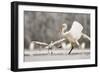 Great Egret (Ardea Alba) Drops a Fish and a Black Headed Gull (Larus Ridibundus) Flies to Catch It-Bence Mate-Framed Photographic Print