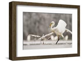 Great Egret (Ardea Alba) Drops a Fish and a Black Headed Gull (Larus Ridibundus) Flies to Catch It-Bence Mate-Framed Photographic Print