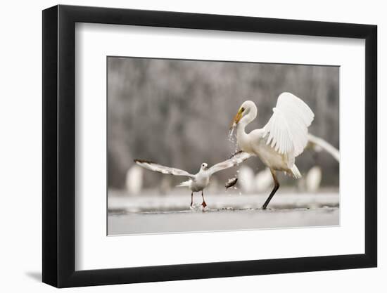 Great Egret (Ardea Alba) Drops a Fish and a Black Headed Gull (Larus Ridibundus) Flies to Catch It-Bence Mate-Framed Photographic Print