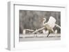 Great Egret (Ardea Alba) Drops a Fish and a Black Headed Gull (Larus Ridibundus) Flies to Catch It-Bence Mate-Framed Photographic Print