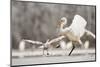 Great Egret (Ardea Alba) Drops a Fish and a Black Headed Gull (Larus Ridibundus) Flies to Catch It-Bence Mate-Mounted Photographic Print