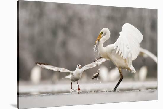 Great Egret (Ardea Alba) Drops a Fish and a Black Headed Gull (Larus Ridibundus) Flies to Catch It-Bence Mate-Stretched Canvas