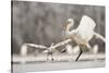 Great Egret (Ardea Alba) Drops a Fish and a Black Headed Gull (Larus Ridibundus) Flies to Catch It-Bence Mate-Stretched Canvas