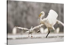 Great Egret (Ardea Alba) Drops a Fish and a Black Headed Gull (Larus Ridibundus) Flies to Catch It-Bence Mate-Stretched Canvas