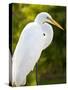 Great Egret (Ardea Alba), Everglades, Florida, United States of America, North America-Michael DeFreitas-Stretched Canvas