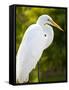 Great Egret (Ardea Alba), Everglades, Florida, United States of America, North America-Michael DeFreitas-Framed Stretched Canvas