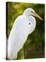 Great Egret (Ardea Alba), Everglades, Florida, United States of America, North America-Michael DeFreitas-Stretched Canvas